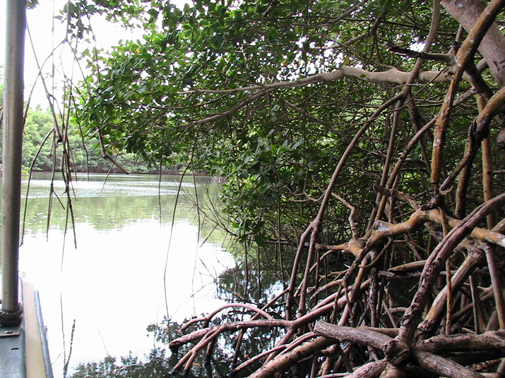 25 - Mangrove 080.jpg